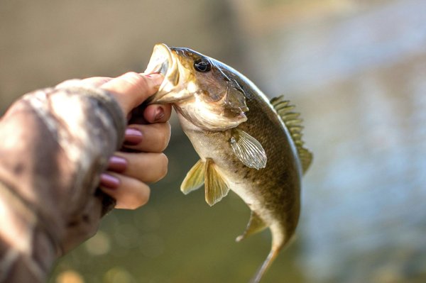 Comment choisir son matériel de pêche pour la pêche au bar ?